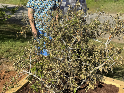 Pictured are his wife, Sharon Jay; fellow Oakwood Cemetery board member, Marjorie Davis; the newly planted Auburn Toomer’s Oak; and a plaque that reads “A life rooted in service to Greensboro.”