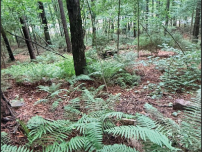 West Rock Mountain Nature Preserve